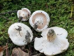 Image of Hygrophorus sordidus Peck 1898