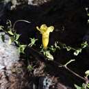 Imagem de Aureolaria grandiflora (Benth.) Pennell