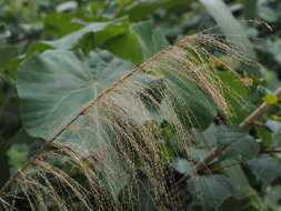 Imagem de Miscanthus floridulus (Labill.) Warb. ex K. Schum. & Lauterb.