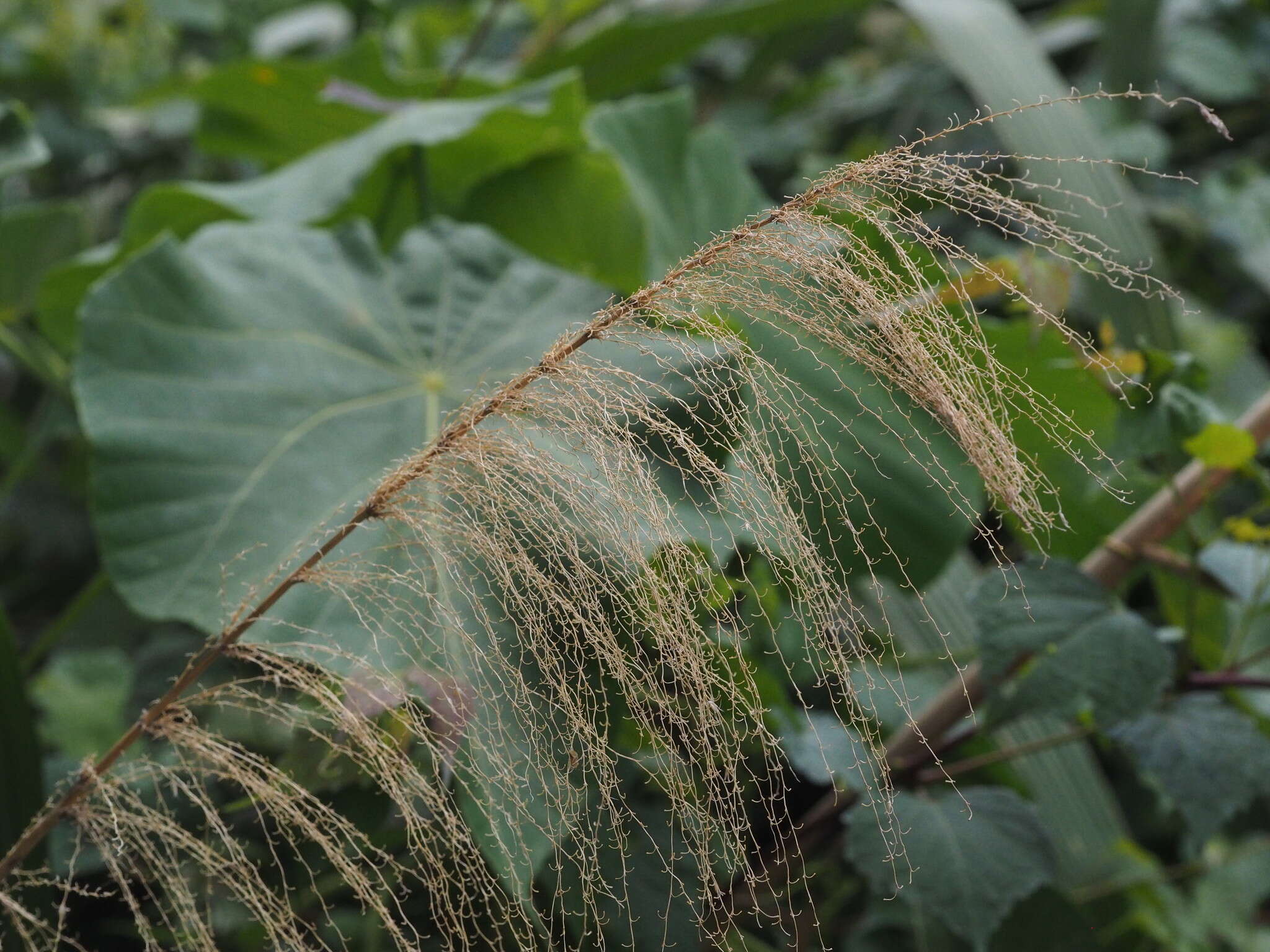 Imagem de Miscanthus floridulus (Labill.) Warb. ex K. Schum. & Lauterb.