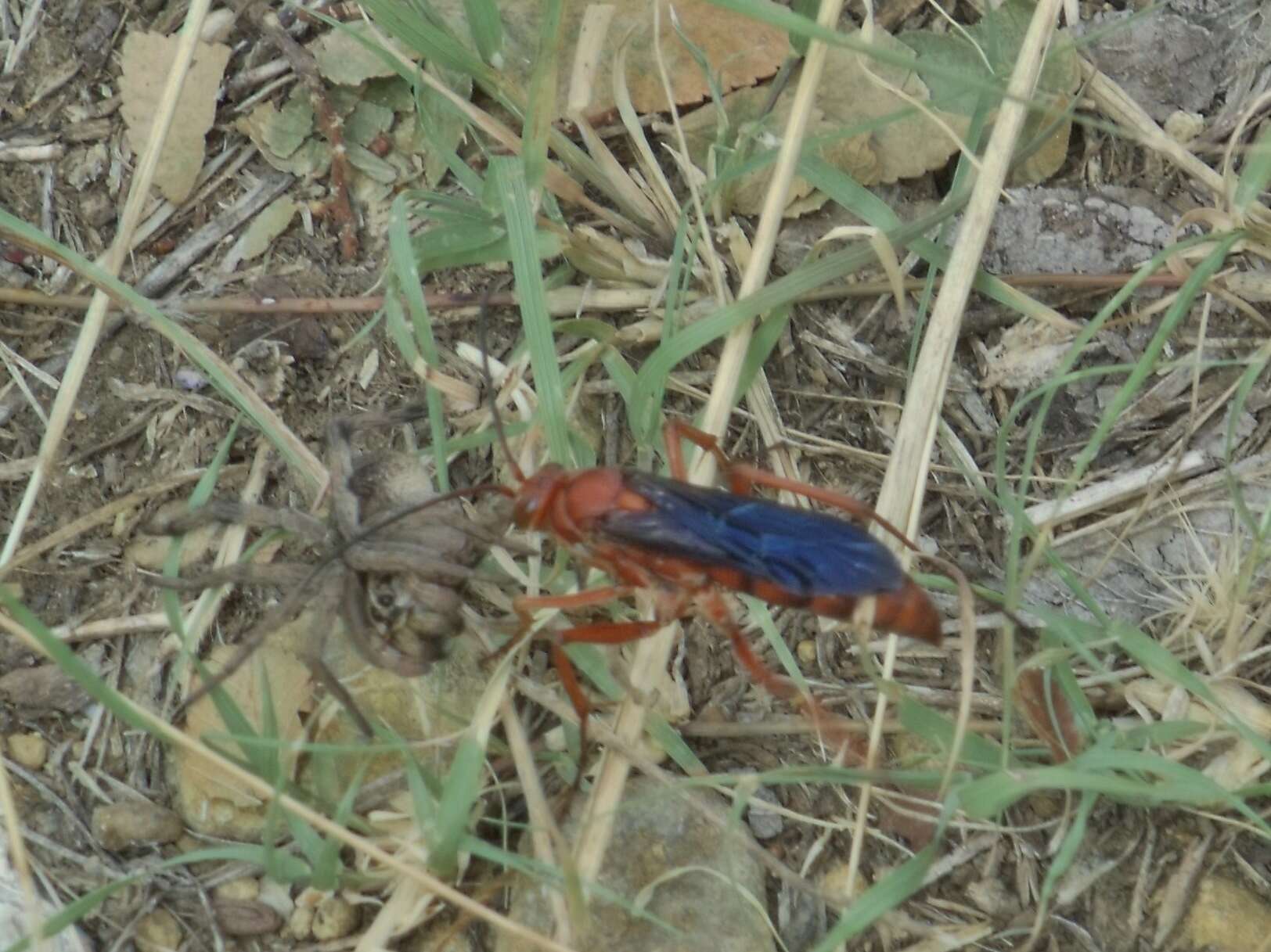 صورة Tachypompilus ferrugineus