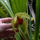 Image of Sudamerlycaste cinnabarina (Lindl. ex J. C. Stevens) Archila