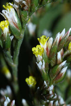 Imagem de Limonium tetragonum (Thunb.) Bullock