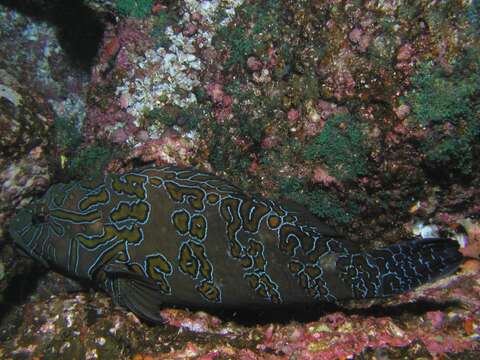 Image of Giant Hawkfish