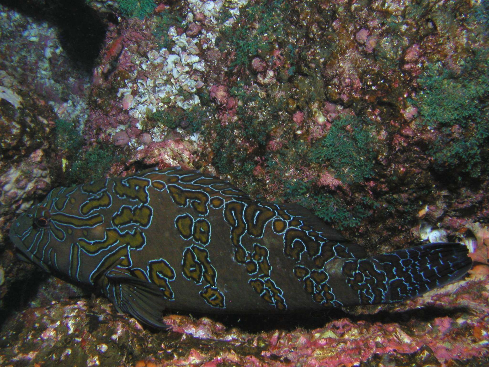 Image of Giant Hawkfish