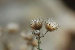 Слика од Lachnospermum neglectum Schltr. ex J. C. Manning & Goldblatt