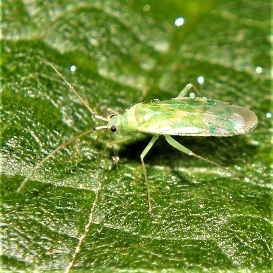 Sivun Malacocoris kuva