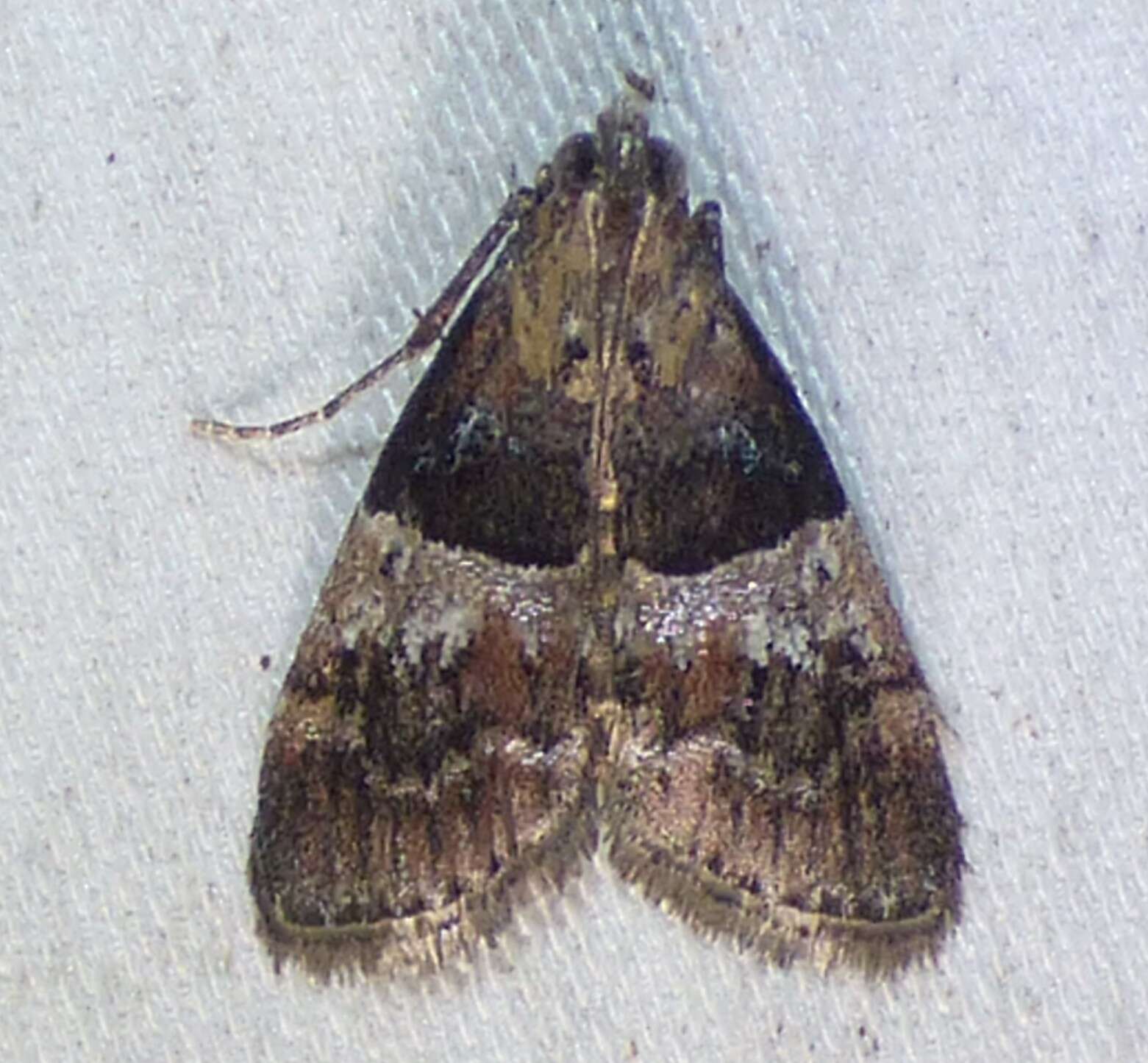 Image of Pococera scortealis Lederer 1863