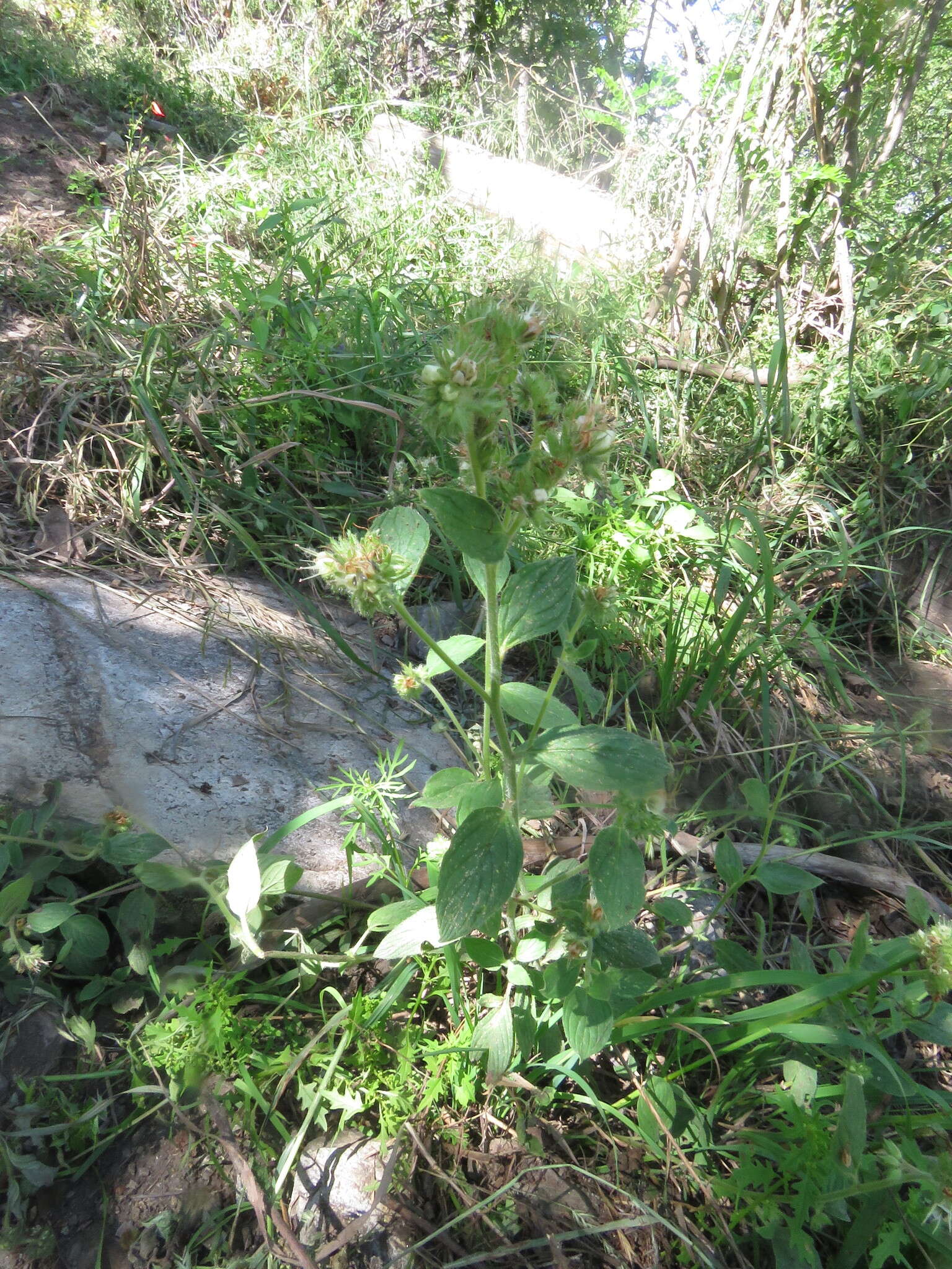 Image of Variable-Leaf Scorpion-Weed