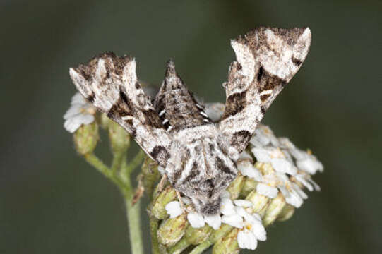 صورة Sphingonaepiopsis gorgoniades (Hübner (1819))