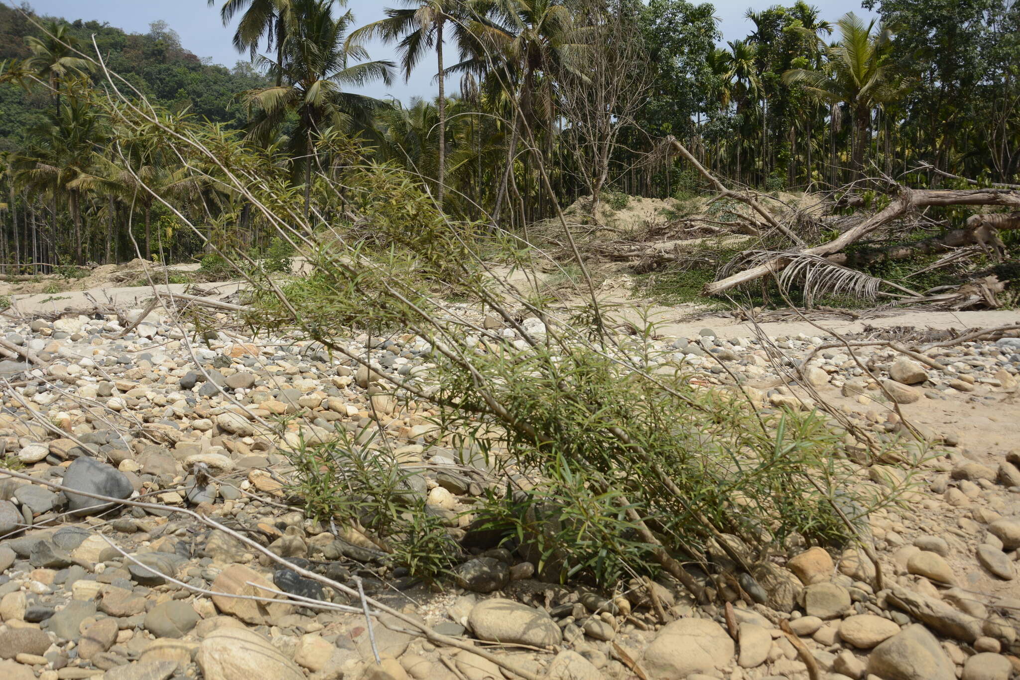 Image of Willow-Leaved Water Croton