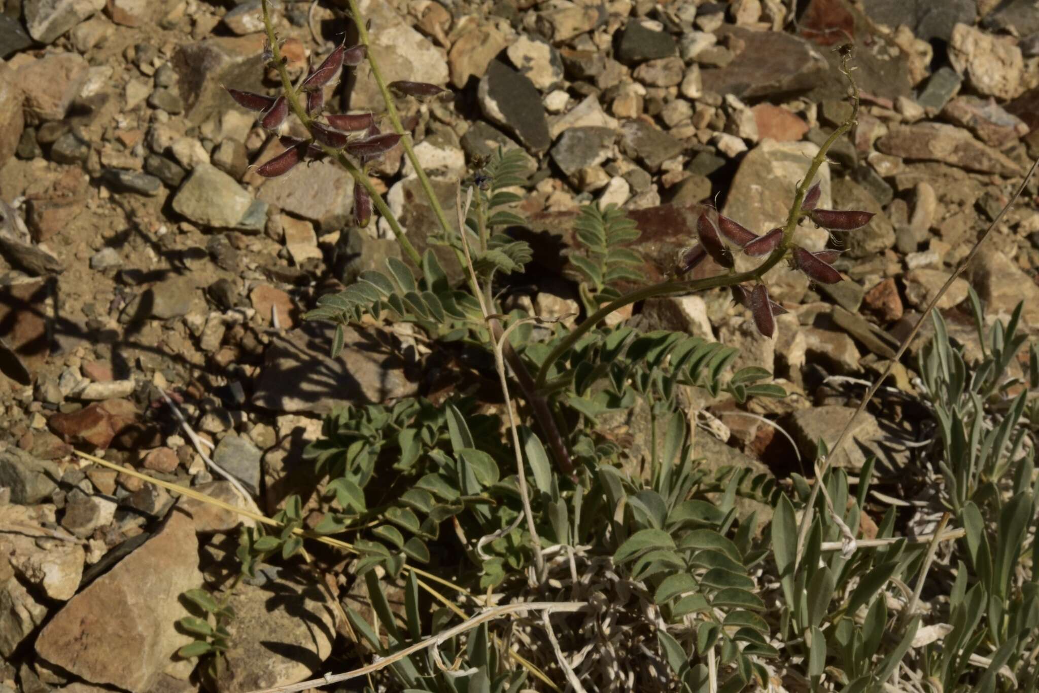 Image of Minthorn's milkvetch