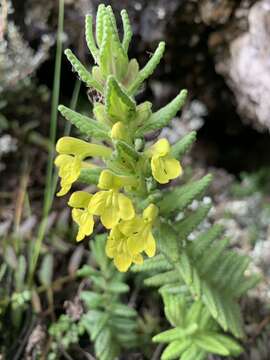 Hedbergia resmi