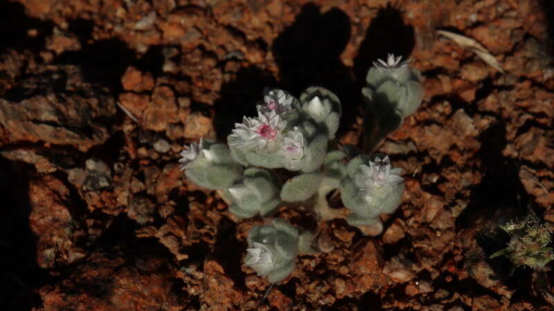 Image of Helichrysum gariepinum DC.