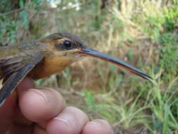 Phaethornis philippii (Bourcier 1847) resmi