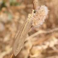 Image de Myrmecaelurus