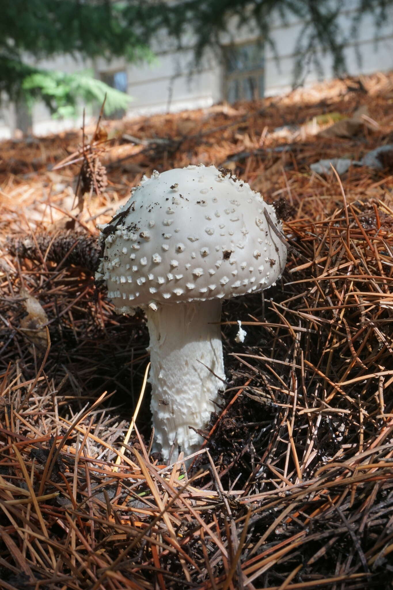 صورة Amanita echinocephala (Vittad.) Quél. 1872