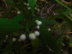 Image of Leucocarpus perfoliatus (Kunth) Benth.