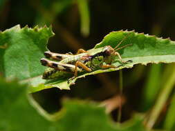 صورة Miramella (Kisella) alpina subsp. alpina (Kollar 1833)