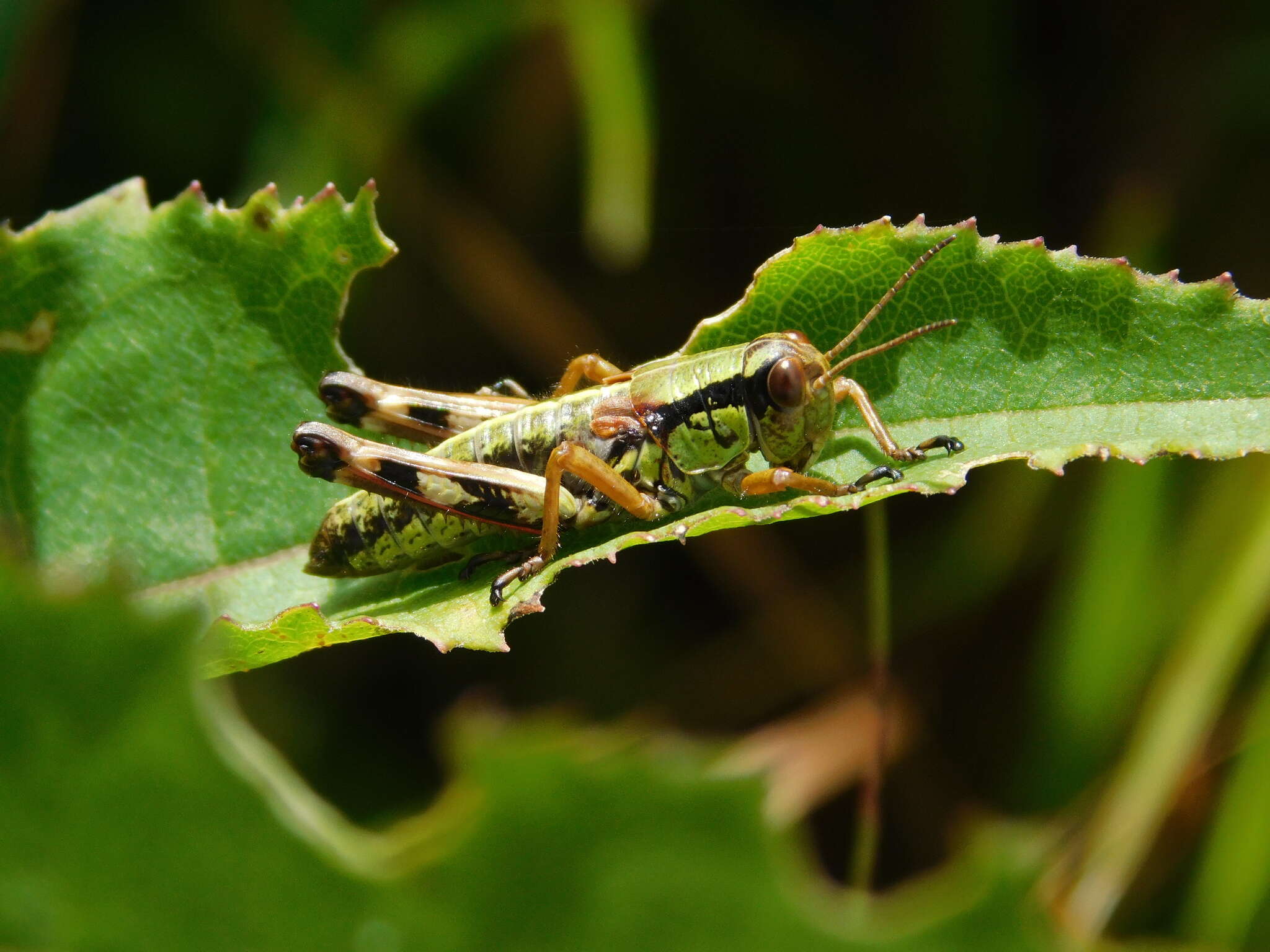 Image of Miramella (Kisella) alpina subsp. alpina (Kollar 1833)