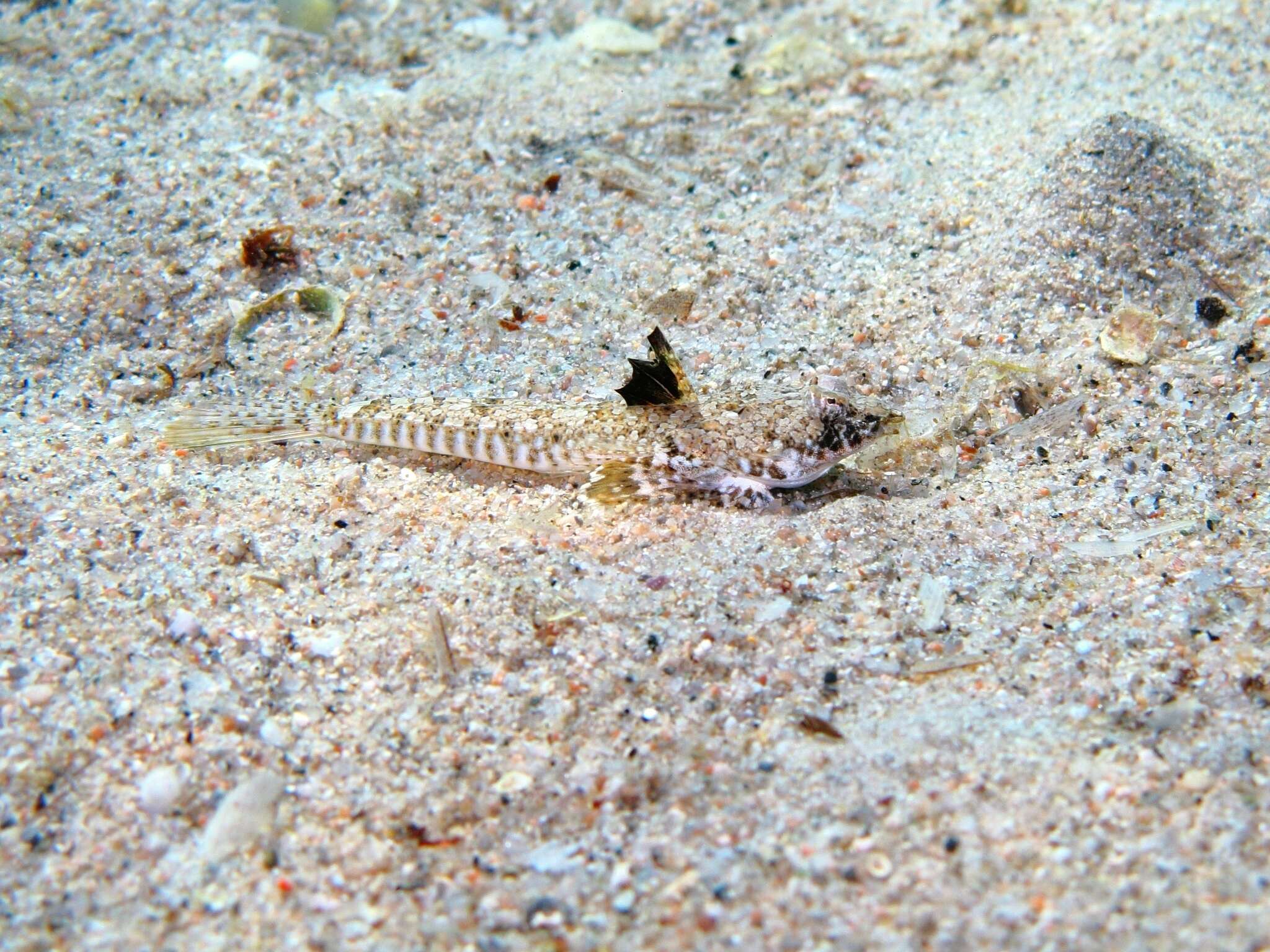 Image of Sailfin Dragonet