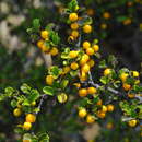 Image of Monteverdia buxifolia subsp. cochleariifolius (Griseb.)