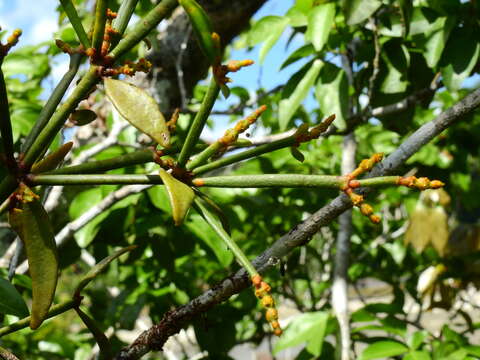 Image of Phoradendron strongyloclados Eichl.