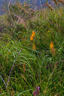 Слика од Kniphofia laxiflora Kunth