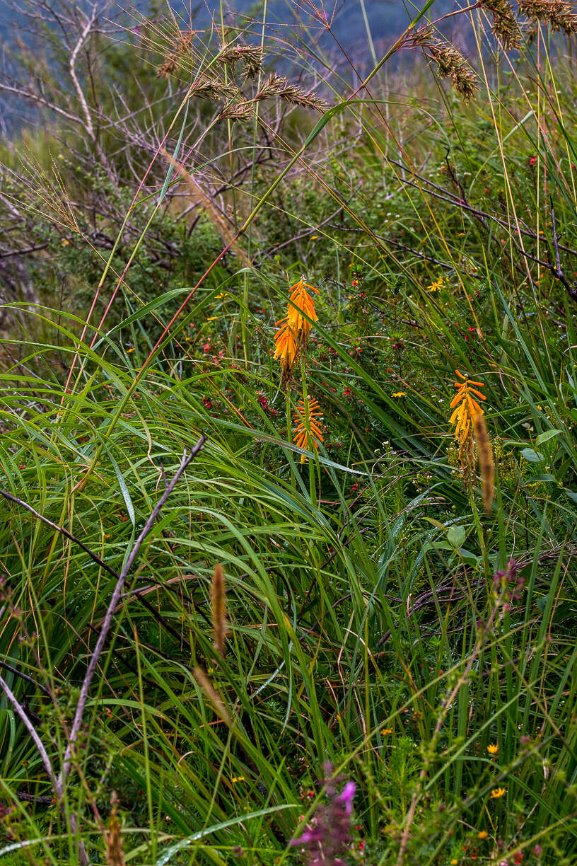 Image of Kniphofia laxiflora Kunth