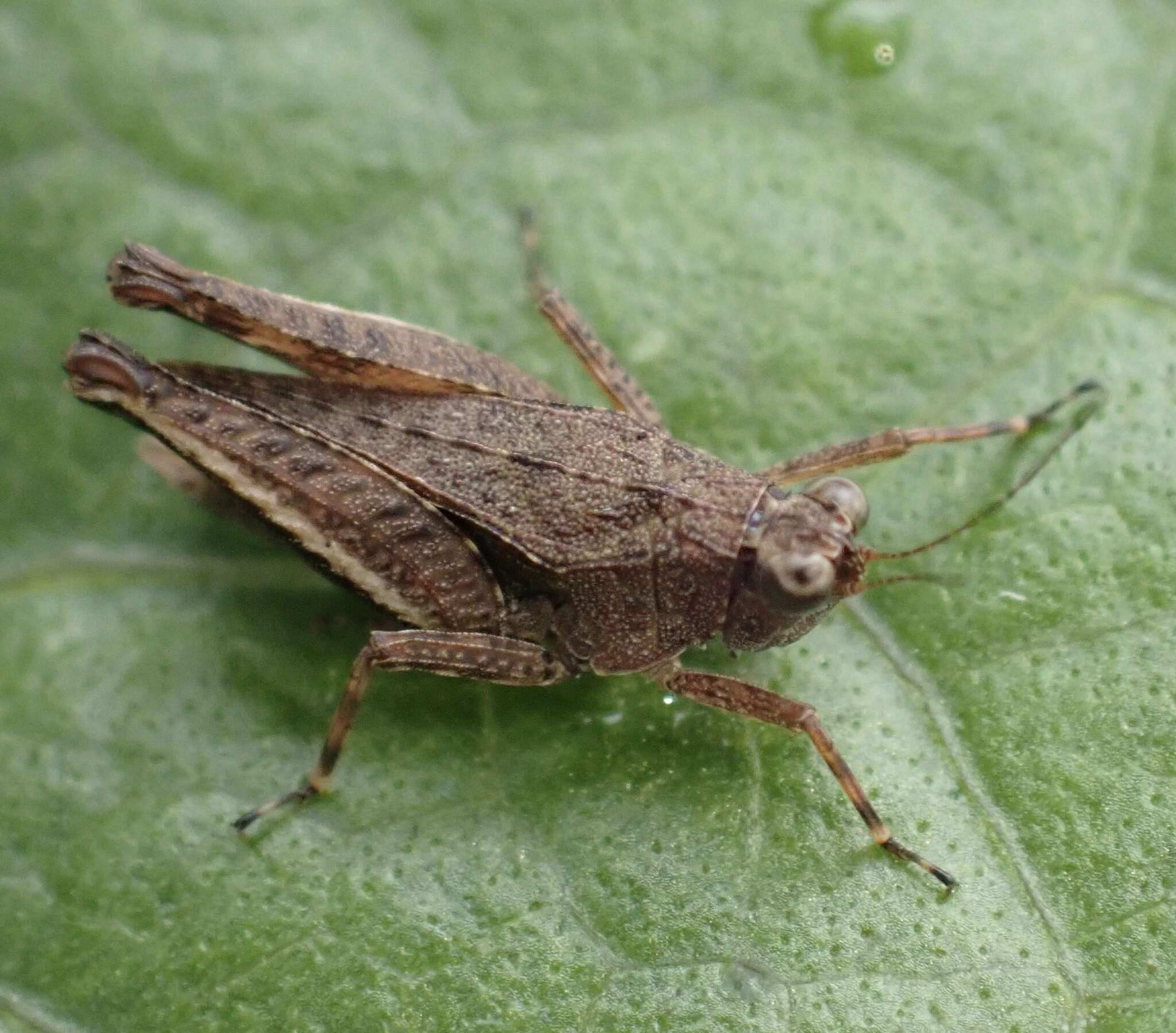 Image of Loxilobus celebensis Günther & K. 1937