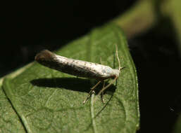 Imagem de Argyresthia retinella Zeller 1839