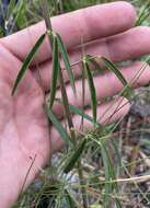 Imagem de Desmodium tenuifolium Torr. & A. Gray