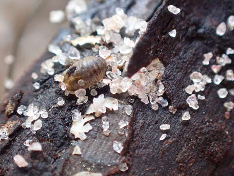 Image of sea pill bug