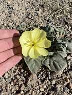 Imagem de Oenothera xylocarpa Coville