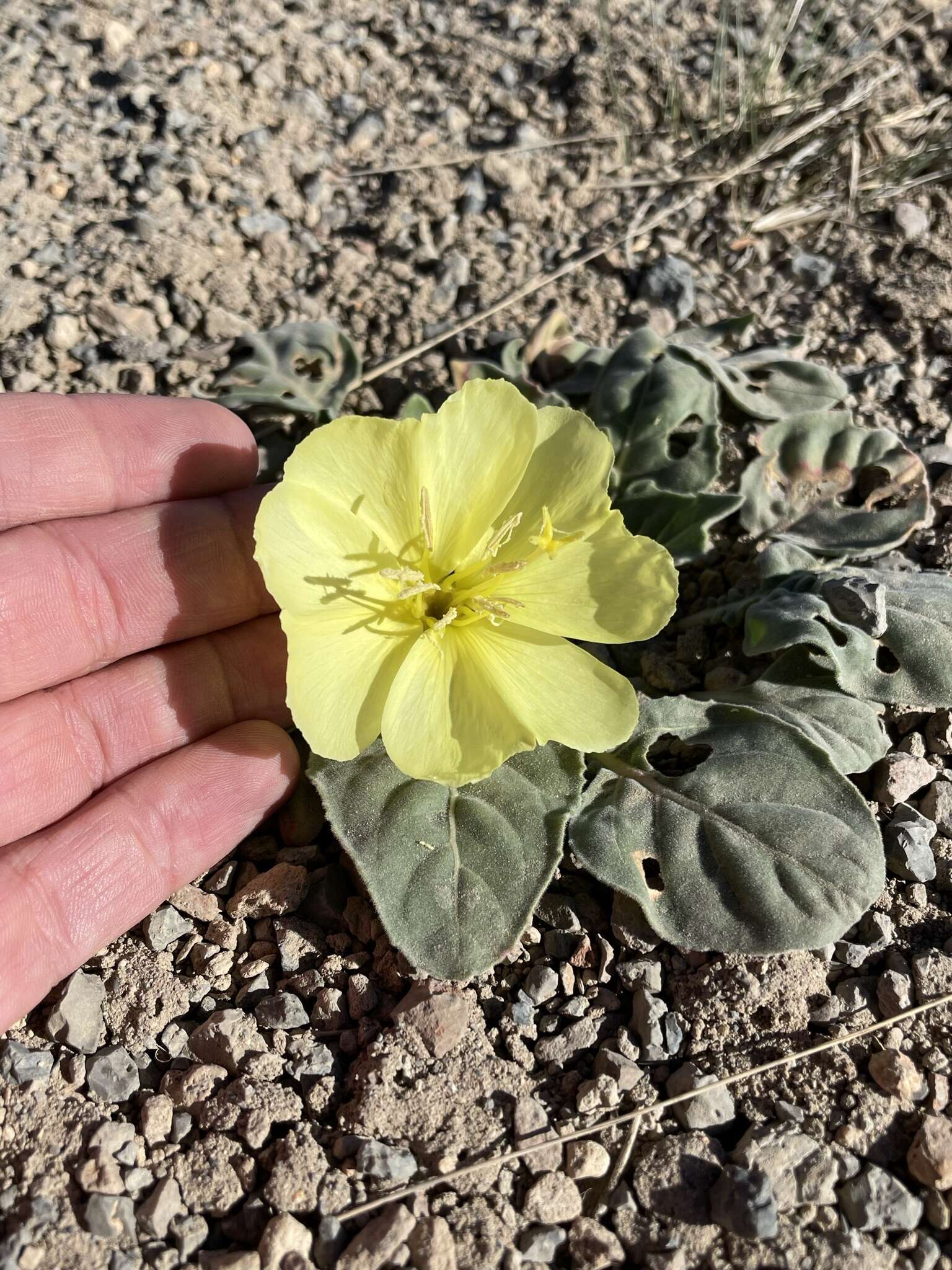 Imagem de Oenothera xylocarpa Coville