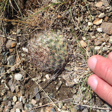 Image of mountain ball cactus