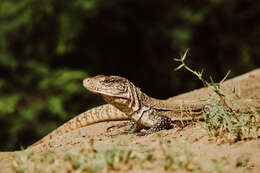 صورة Callopistes flavipunctatus (Duméril & Bibron 1839)