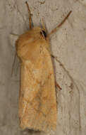 Image of V-lined Quaker Moth