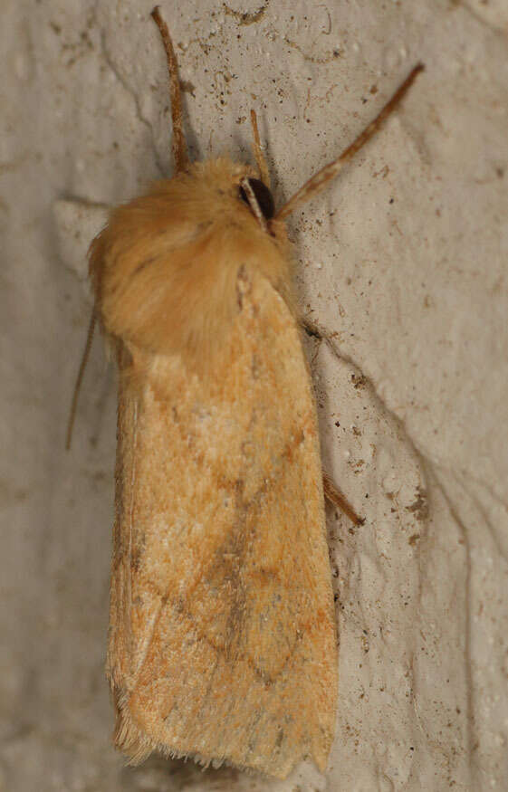 Image of V-lined Quaker Moth