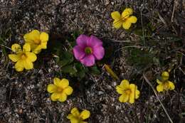 Image of Moraea fugacissima (L. fil.) Goldblatt