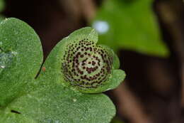 Imagem de Puccinia adoxae R. Hedw. 1805