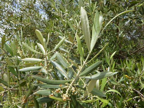 Image of olive tree