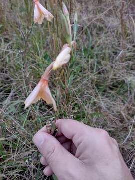 Image de Oenothera parodiana Munz