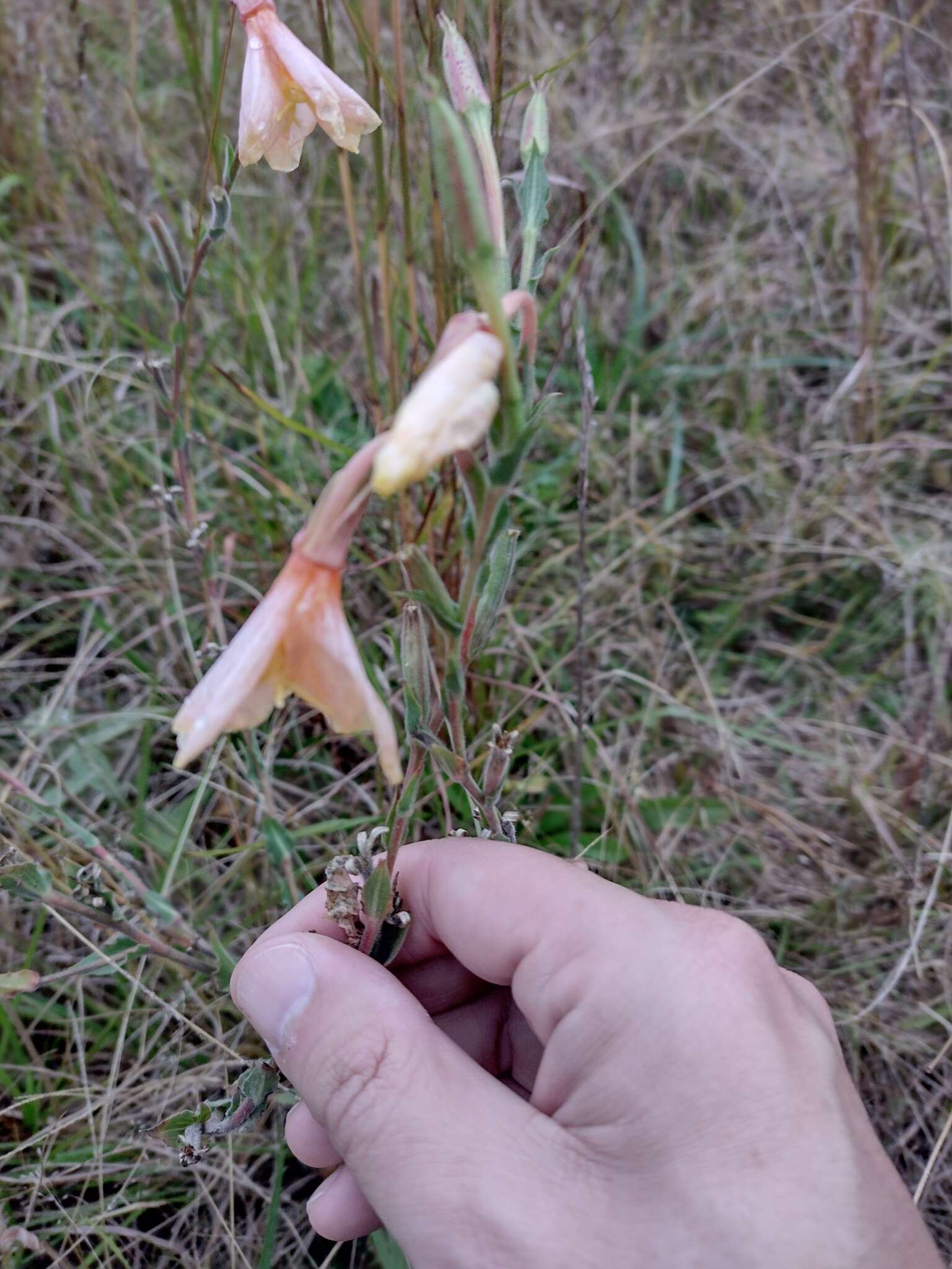 Plancia ëd Oenothera parodiana Munz