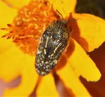 Image of Acmaeodera mudgei Westcott 2002