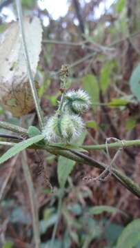 Image of Tragia involucrata L.