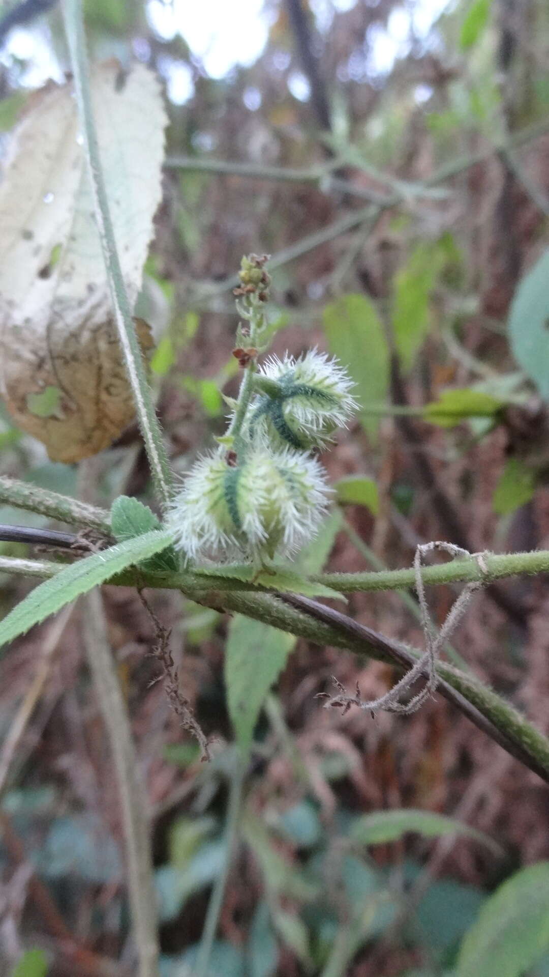 Image of Tragia involucrata L.