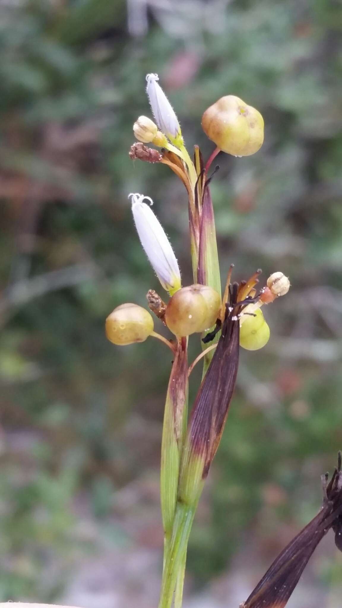 Image of jeweled blue-eyed grass