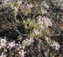 Ptilotus sessilifolius (Lindley) G. Benl的圖片