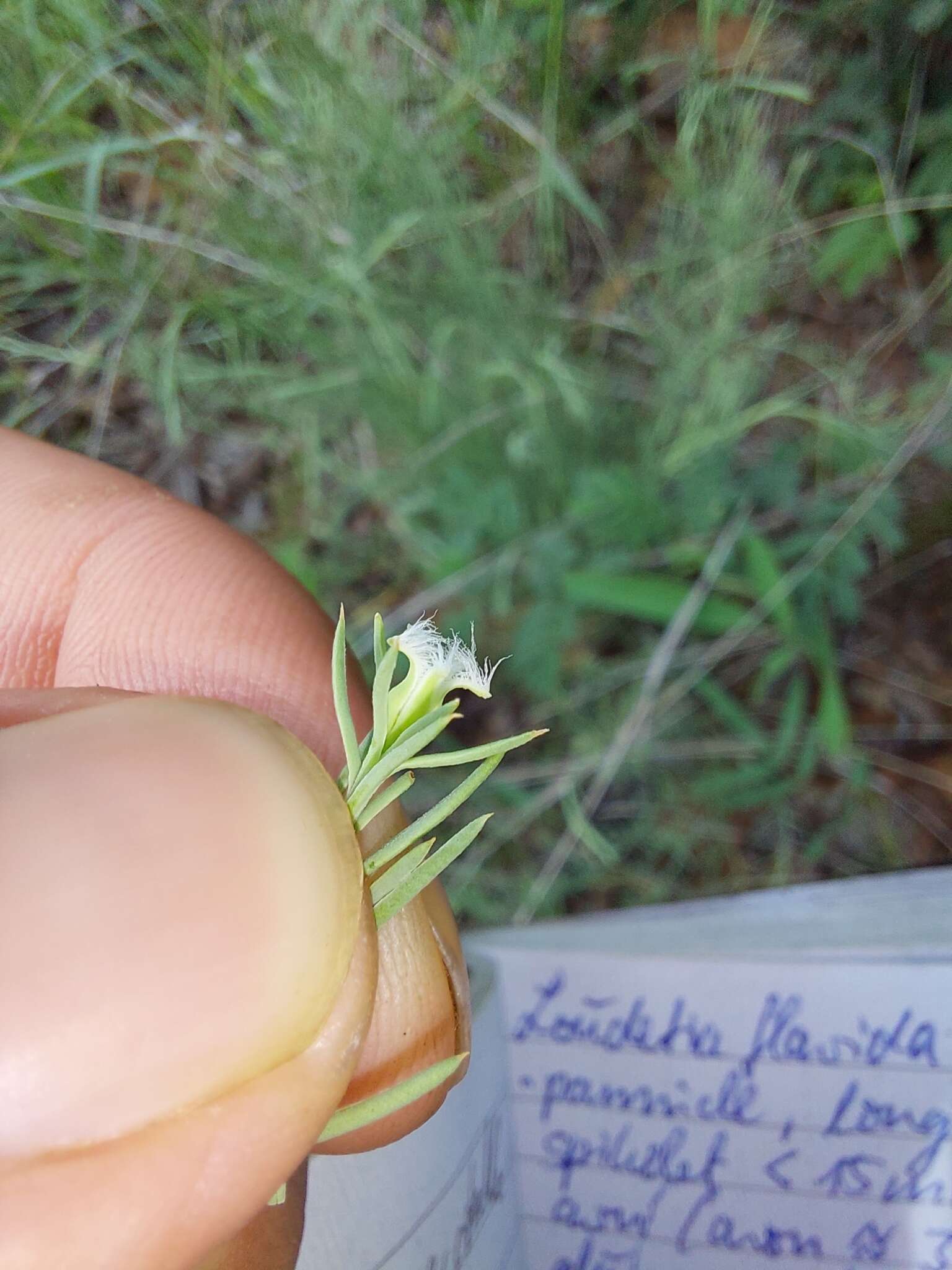 Image of Thesium celatum N. E. Br.